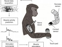 monkey-neuroprothesis-bci-fes